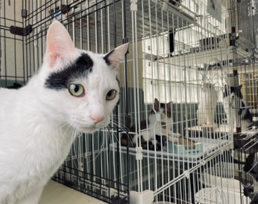 動物愛護活動への取組み