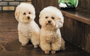 ひんやり快適♪クールアイテムで夏の暑さから愛犬を守ろう！