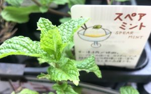 暑い夏こそ湯船につかってリフレッシュ！ミントの香りでひんやりクールダウン