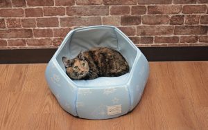 猫も暑さが苦手？！大切なペットを守る暑さ対策