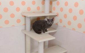 ねこちゃんもゴキゲン！ 楽しく遊べるキャットツリーで快適空間づくり