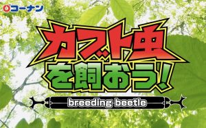 はじめてでも大丈夫♪ カブトムシの飼い方を動画でチェック！