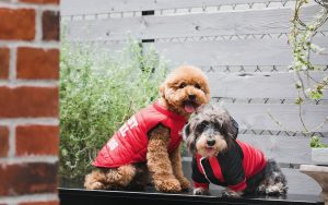 愛犬の服も秋冬用に衣替え。お気に入りのペットウェアで楽しくお出かけしよう♪