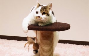 喜んでくれるかな？愛猫のクリスマスプレゼントは「爪とぎ」に決まり！
