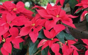 1回限りなんて、もったいない！ クリスマス飾りの定番、ポインセチアの育て方。