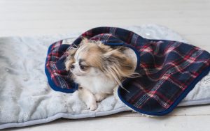 ワンちゃんネコちゃんもほっこりしあわせ♪あったかベッドでペットの寒さ対策
