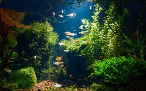 はじめての熱帯魚飼育♪冬のアクアリウムの水槽に、水質・水温管理のアイテムご紹介♪