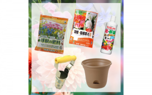 おうちでお花を育てよう！手軽に楽しめる園芸用品と球根植物をご紹介
