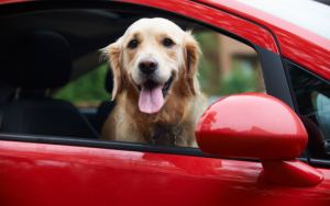 愛犬と車で出かけよう！安全で快適なドライブに役立つグッズをご紹介