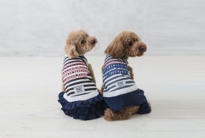 獣医さんに聞いてみました！わんちゃん、ねこちゃん夏にまつわるウソorホント