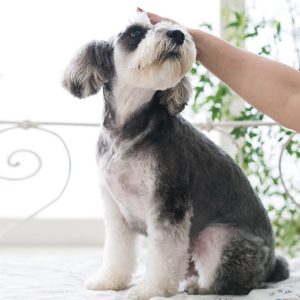 ペットウェアからペットベッドまで！夏向けの愛犬用おすすめペット用品をご紹介