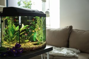 夏の水質＆水温管理に！水槽のお手入れアイテムをご紹介
