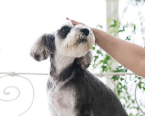 11月1日はわんわんわんの犬の日！生活に彩りを添える愛犬グッズを紹介