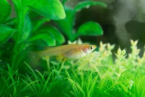 【ペットのお悩み相談室】初心者でも簡単にアクアリウムやテラリウムをはじめられますか？