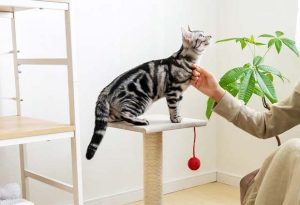 ニャンニャンニャン♪　2月22日は猫の日！ペットグッズで猫ちゃんが喜ぶおもてなしはいかが？