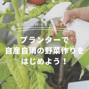 家庭菜園初心者にもおすすめ！プランターで自産自消の野菜作りをはじめよう！