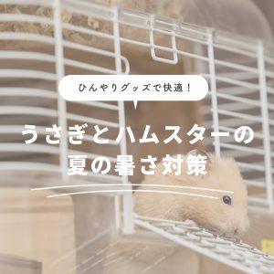 ひんやりグッズで快適！うさぎとハムスターの夏の暑さ対策