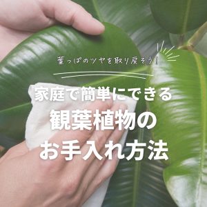 観葉植物の葉っぱのツヤを取り戻そう！家庭で簡単にできる観葉植物のお手入れ方法