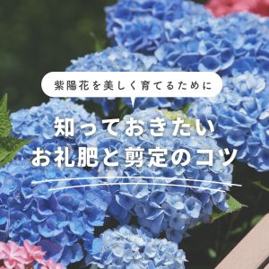 紫陽花を美しく育てるために知っておきたいお礼肥と剪定のコツ