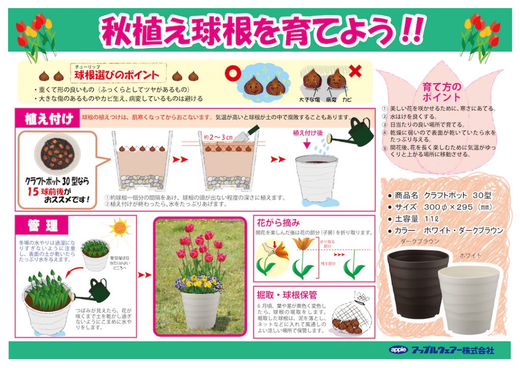 今が植えどき 春が待ち遠しくなる秋植え球根の育て方 コーナン公式サイト